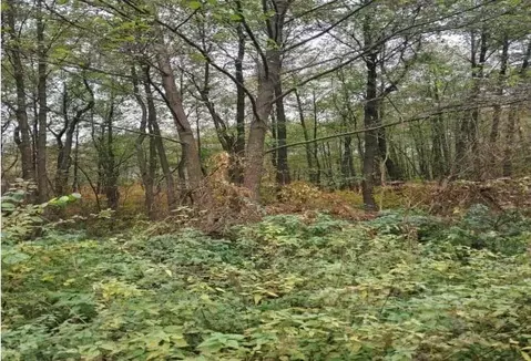 Участок в Московская область, Лосино-Петровский городской округ, д. ...