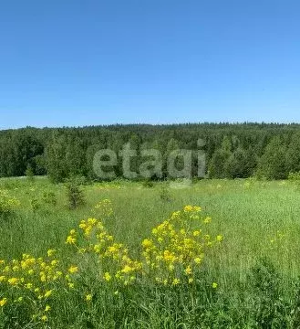 Участок в Пермский край, Пермский муниципальный округ, д. Пашня  ...