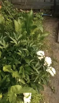 Участок в Хакасия, Абакан ул. 2-я Садовая (4.0 сот.)