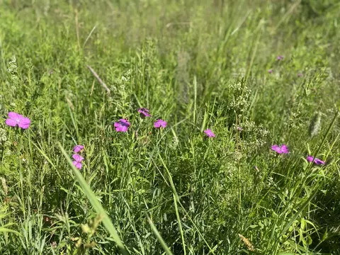 Продается участок в д. Старково