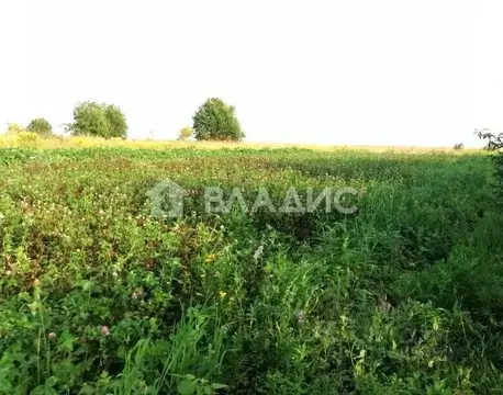 Участок в Владимирская область, Суздальский район, Павловское ...