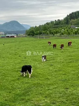 Участок в Алтай, Чемальский район, с. Анос ул. Ясная (12.5 сот.)