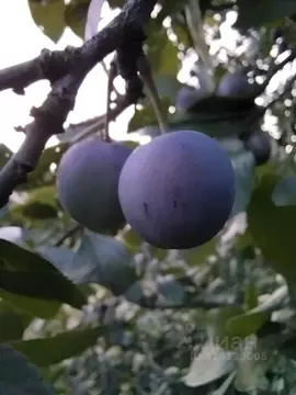 Участок в Нижегородская область, Нижний Новгород д. Новоликеево, ул. ...
