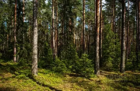 Участок в Московская область, Одинцовский городской округ, пос. ...