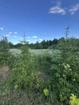 Участок в Кировская область, Слободской муниципальный район, Шиховское ...