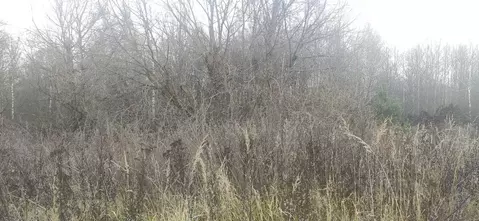 Участок в Московская область, Талдомский городской округ, д. Бардуково ...