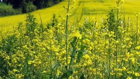 Участок в Москва Марушкинское поселение, д. Крекшино, Крекшино кп,  ...