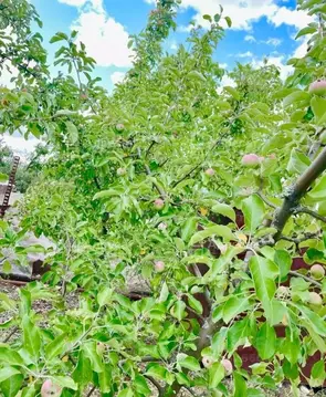 Участок в Волгоградская область, Городищенский район, Новорогачинское ...