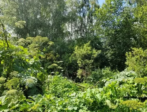 Участок в Московская область, Чехов муниципальный округ, д. Сафоново  ...