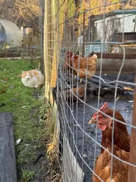 Дом в Калининградская область, Гурьевский муниципальный округ, ...