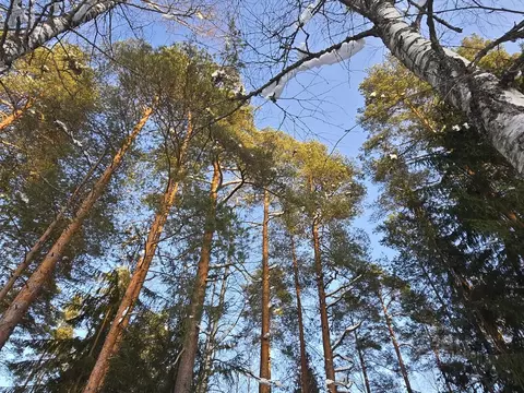 Участок в Ленинградская область, Гатчинский муниципальный округ, ...