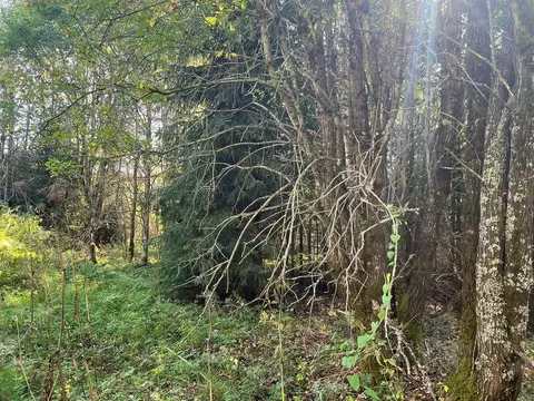 Участок в Новгородская область, Валдайский муниципальный округ, ...