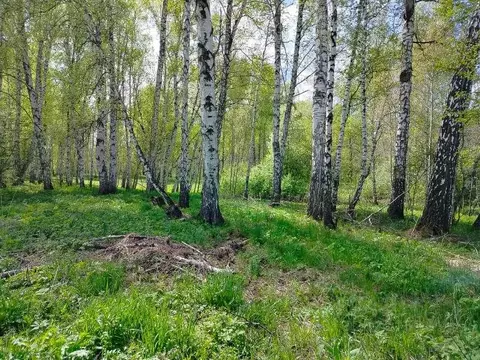 Участок в Новосибирская область, Новосибирский район, Станционный ...