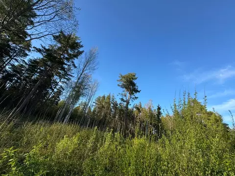 Участок в Ленинградская область, Выборгский район, Полянское с/пос, ...