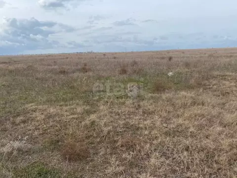 Участок в Крым, Черноморский район, с. Новосельское  (100.0 сот.)