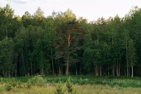 Участок в Ленинградская область, Всеволожский район, Лесколовское ...