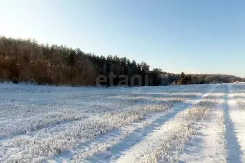 Участок в Брянская область, Почепский район, с. Первомайское  (482.32 ...
