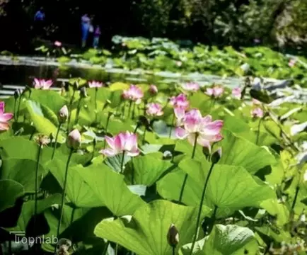 Участок в Волгоградская область, Среднеахтубинский район, Кировское ...