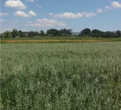 Участок в Крым, Бахчисарайский район, Железнодорожненское с/пос, с. ...