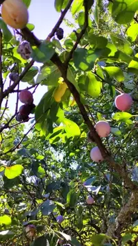 Участок в Ростовская область, Ростов-на-Дону Ворошиловский просп., ...