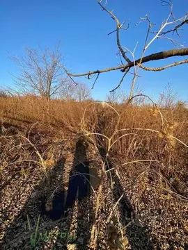 Участок в Приморский край, Владивостокский городской округ, пос. ...