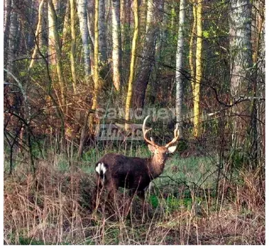Участок в Московская область, Клин городской округ Микляево Форест ...