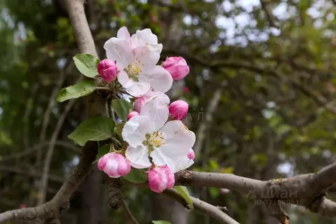 Участок в Москва с. Красная Пахра, Минзаг ОНТ, 81 (6.85 сот.)