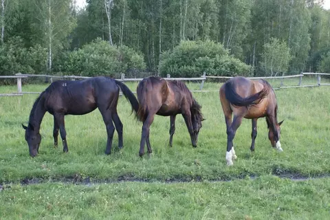 Участок в Московская область, Коломна городской округ, д. ...
