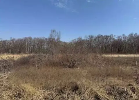 Участок в Приморский край, Шкотовский муниципальный округ, д. Царевка ...