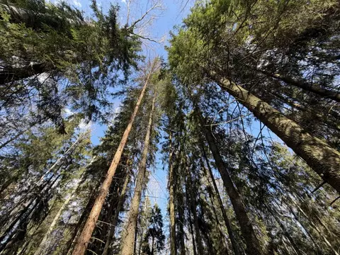 Участок в Ленинградская область, Всеволожский район, Рахьинское ...