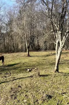 Участок в Краснодарский край, Сочи городской округ, с. Воронцовка ул. ...