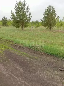 Участок в Алтайский край, Первомайский район, пос. Новый ул. ...