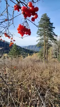 Участок в Алтай, Майминский район, Манжерокское с/пос, с. Озерное ул. ...
