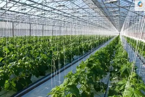 Участок в Омская область, Любино-Малоросское с/пос  (273.0 сот.)