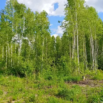 Участок в Новосибирская область, Новосибирский район, Станционный ...