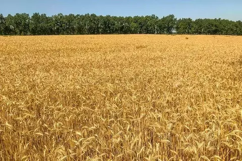 Участок в Татарстан, Высокогорский район, с. Айбаш  (520.0 сот.)