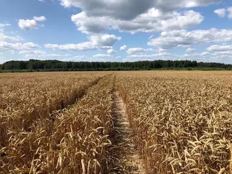 Участок в Ленинградская область, Ломоносовский район, Копорское с/пос, ...