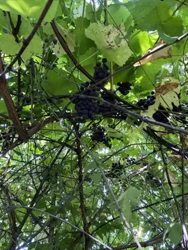 Дом в Алтайский край, Барнаул городской округ, пос. Плодопитомник, ...