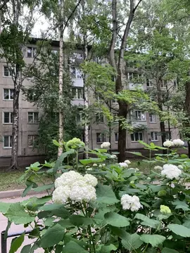 2-к кв. Санкт-Петербург Гранитная ул., 44 (45.8 м)