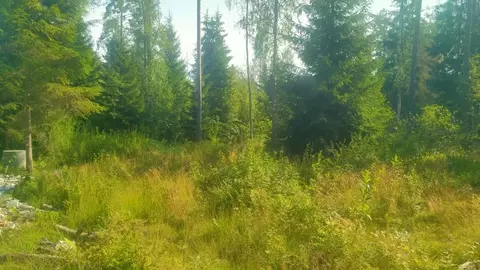 Участок в Ленинградская область, Приозерский район, Ларионовское ...