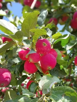 Дом в Тюменская область, Тюмень СНТСН Суходольное тер., ул. Березовая, ...