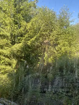 Участок в Ленинградская область, Тосненский район, Лисинское с/пос, ...