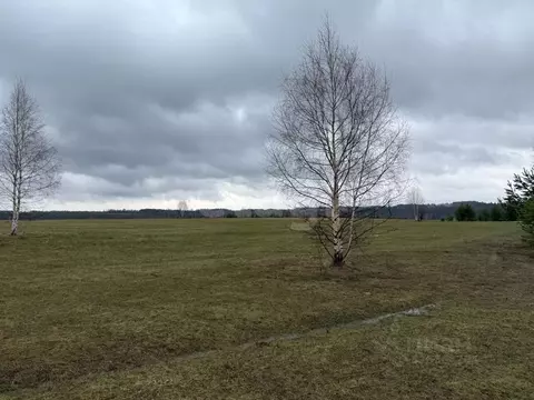 Участок в Пермский край, Ильинский муниципальный округ, д. Плотники ...