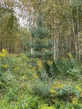 Участок в Нижегородская область, Богородский муниципальный округ, д. ...