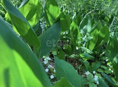 Дом в Ленинградская область, Приозерский район, Ларионовское с/пос, ...