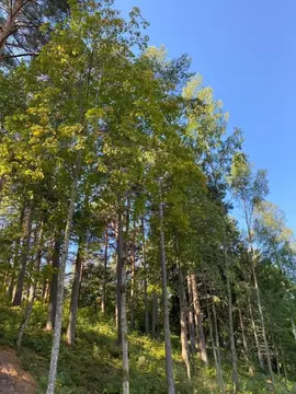 Участок в Санкт-Петербург пос. Ушково, Литорино кп,  (33.0 сот.)