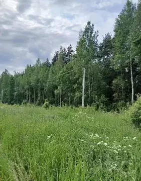 Участок в Ленинградская область, Лужский район, Толмачевское городское ...