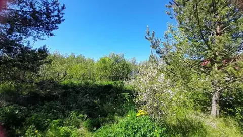 Участок в Новгородская область, Новгородский район, Савинское с/пос, ...