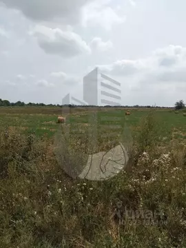 Участок в Краснодарский край, Ленинградская ст-ца  (30000.0 сот.)