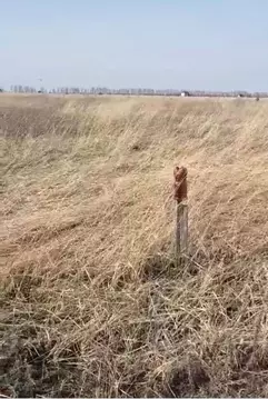 Участок в Тамбовская область, Тамбов ул. Челнавская (7.18 сот.)